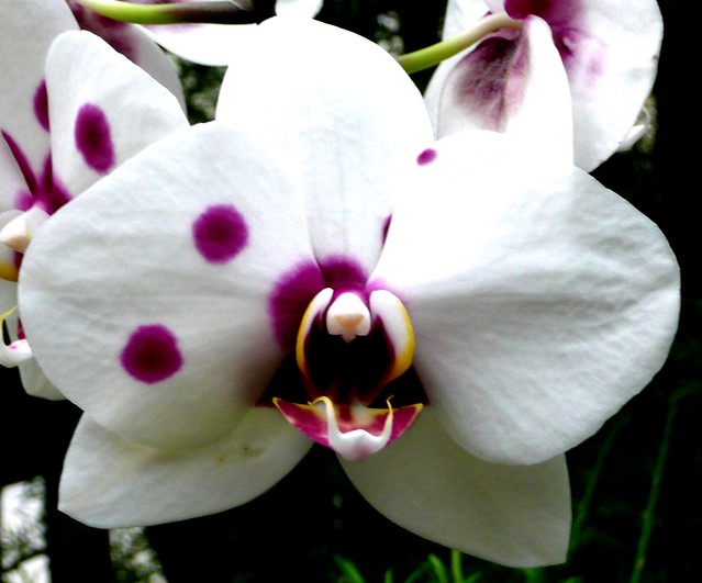 DF White Orchid with Purple Spots | Flickr - Photo Sharing!