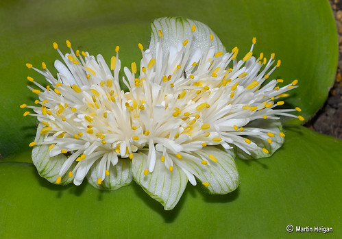 Haemanthus deformis flower