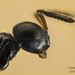 Chalcidoid wasp