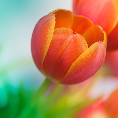 Flower Flickr - Photo Sharing!