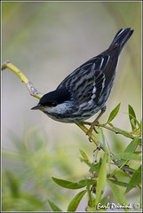 Warbler (Blackpoll)