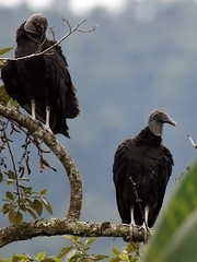 Cathartidae - New World Vultures
