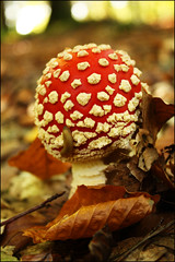 Champignons - Fungi