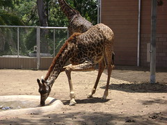 Giraffe / Girafe