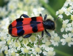 Insecta: Coleoptera