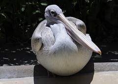 Pink-backed Pelican - Pelecanus rufescens