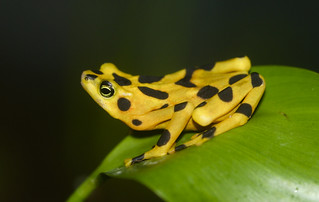 Panamanian Golden Frog - Atelopus zeteki by Flickr user brian.gratwicke