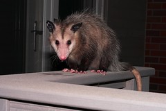 Opossum, August, 2008