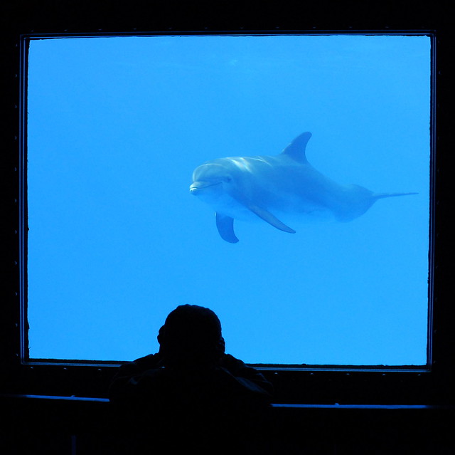 dolphin in Barcelona Zoo