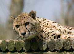 Cheetah Photos at Wildlife Heritage Centre April 2008