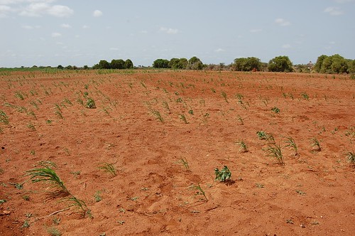 Failure of sorghum crop in Bakool region, Somalia