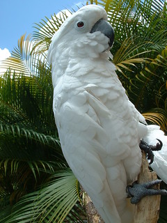 Umbrella Cockatoo - photo by JunCTionS on Flckr CC