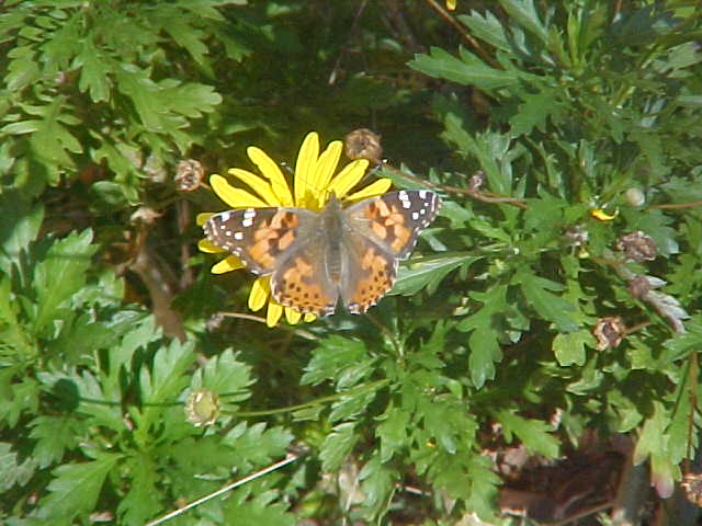 Butterfly on African Bush Daisy Close