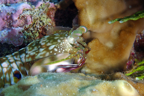 Gonodactylus Chiragra (Mantis Shrimp)