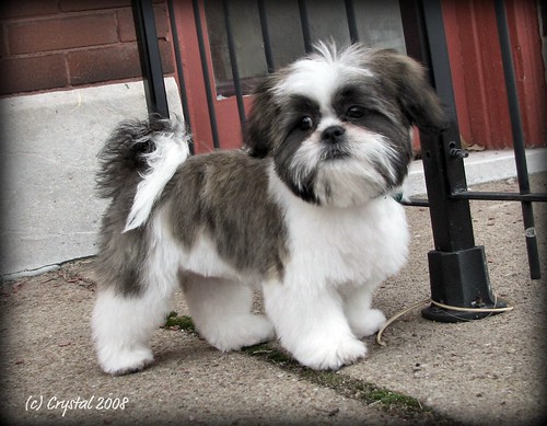 Shih Tzu Grooming Styles Pictures 35