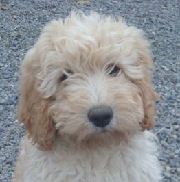 Labradoodle Puppies on Labradoodle Puppy   Flickr   Photo Sharing