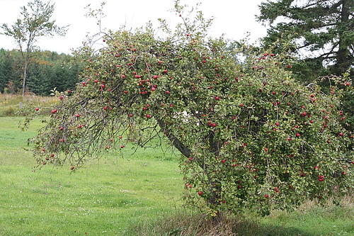 Apple Tree on Front Lawn