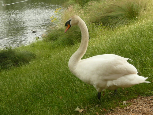 Swan In Richmond Park, London by john47kent