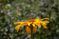 Gelbe Blumen / yellow flowers