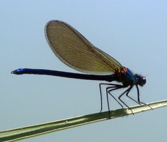 Insecta: Odonata