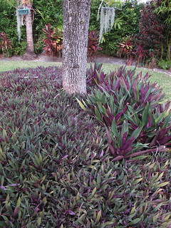 Rhoeo in a garden in Florida