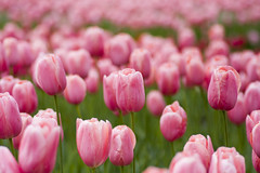 *Tulips*
