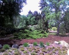 Arboretum Greifswald