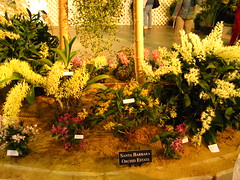 2008 Santa Barbara International Orchid Show