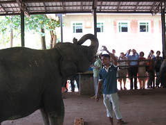 sri lankan--elephant orphanage