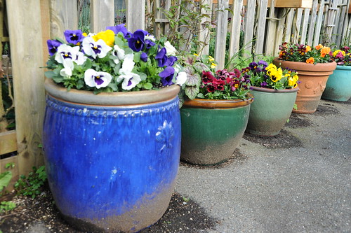 Gardening pansies in a row of colorful pots, grayed wood fence, Broadview, Seattle, Washington, USA by Wonderlane