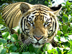 Sumatran Tiger ; bathing