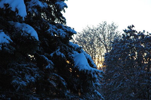 Snowy trees, clear sky, Christmas Eve, Anchorage, Alaska, USA by Wonderlane