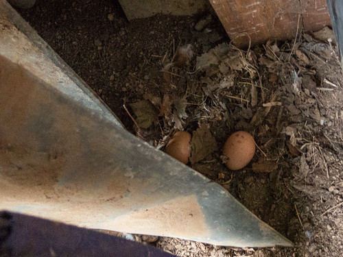 Illegal chicken nest