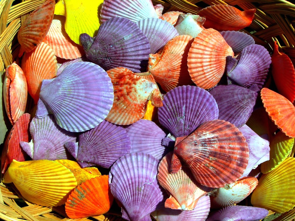 Multicolored shells