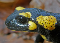 Močeradi (Salamanders)