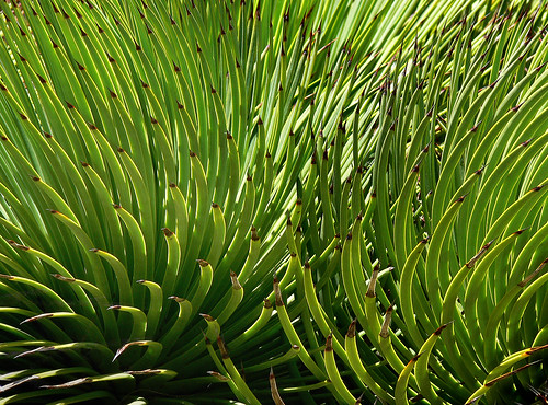 Agave stricta #2 by J.G. in S.F.