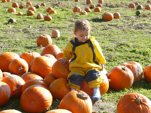 2008-10-27 pumpkins (6)