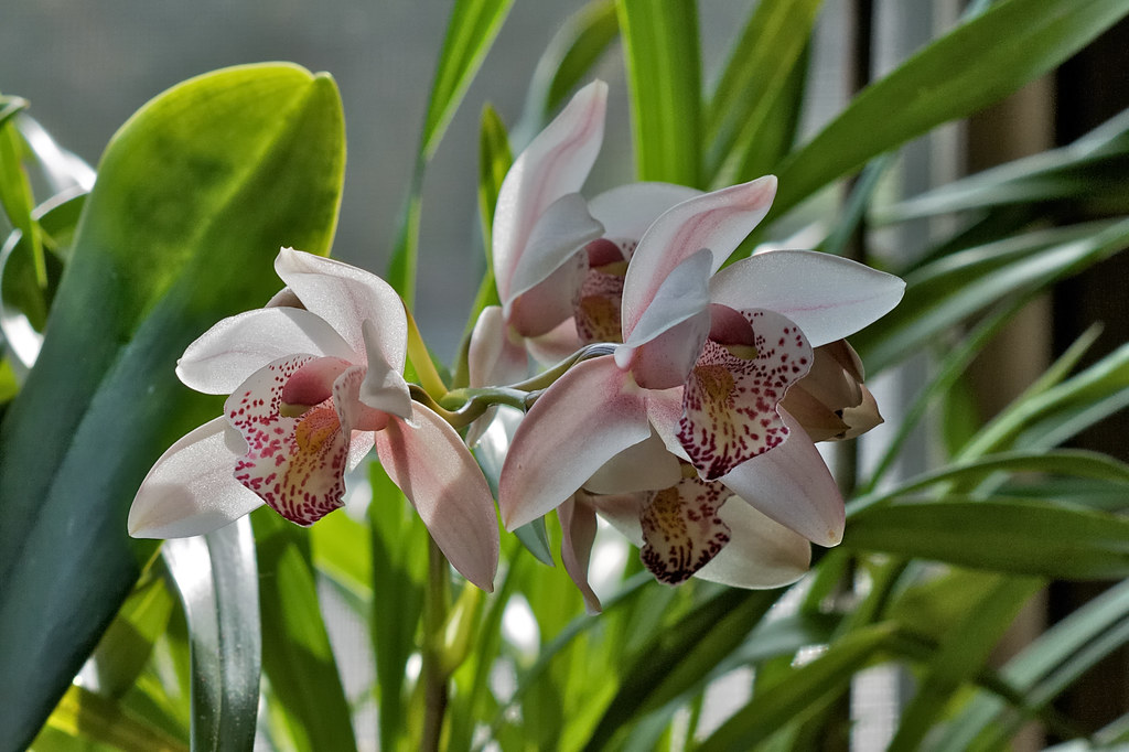 HOA PHONG LAN VIỆTVIETNAM ORCHIDS About Cymbidium Orchids Only