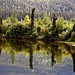 _MG_0691-lake-trees-BC