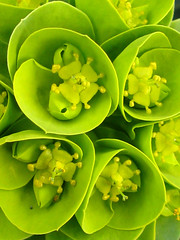 Flowers:Euphorbias