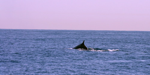 Whales bound to the Liguria sea. Ballenas hacia el Mar de Liguria.