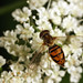 Hoverfly (Toxomerus marginatus) ♀
