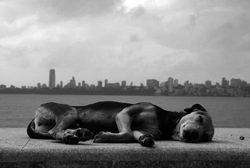 DSC_0890_2 Mumbai sleepy dog