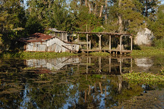 Bayou and Swamp Images