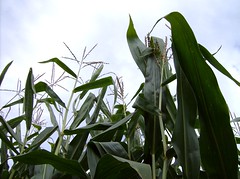 Kimball Farm corn maze, Haverhill Mass.