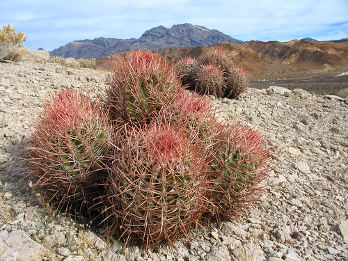 Death Valley Cactus by icountdisasters