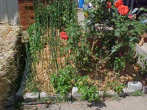 Roses, Mint, and Horsetails