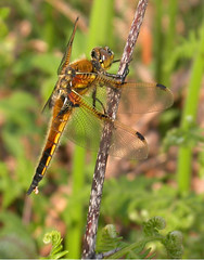 UK Dragonflies