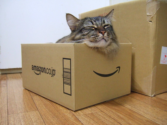 Amazon box cat