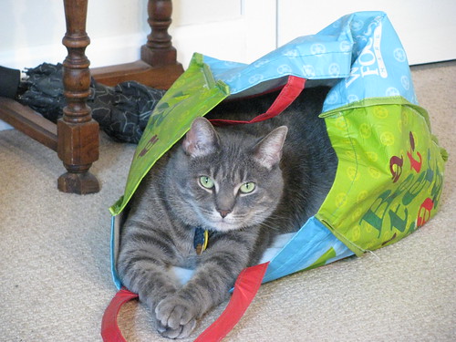 Sammy in a bag